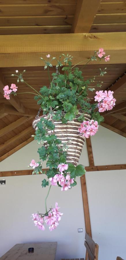 Guest House Ideal ساباريفا بانيا المظهر الخارجي الصورة